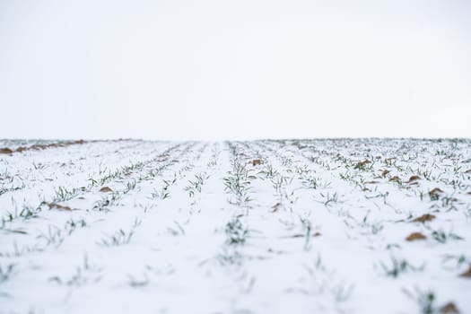 Wheat field covered with snow in winter season. Growing grain crops in a cold season. Agriculture process with a crop cultures