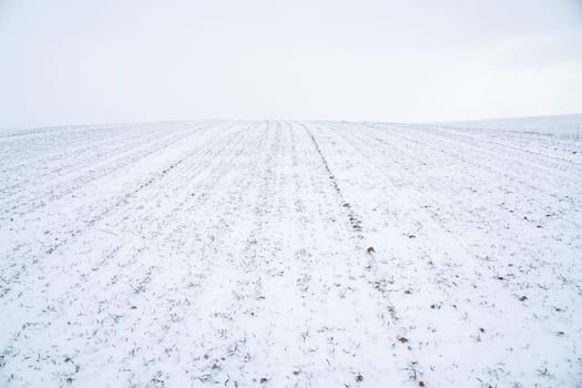 Landscape of wheat field covered with snow in winter season. Agriculture process with a crop cultures