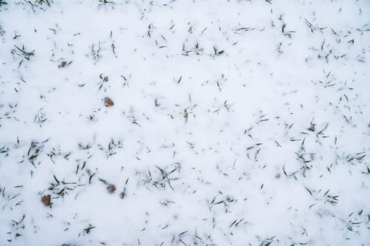 Sprouts of winter wheat on a agricultural field. Snow-covered green field of winter wheat. Green wheat covered by snow