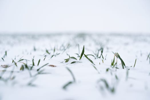 Sprouts of wheat under the snow in winter season. Growing grain crops in a cold season. Agriculture process with a crop cultures