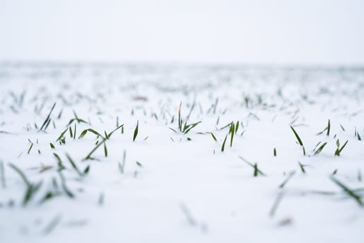 Sprouts of winter wheat on a agricultural field. Snow-covered green field of winter wheat. Green wheat covered by snow