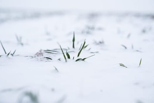 Sprouts of wheat under the snow in winter season. Growing grain crops in a cold season. Agriculture process with a crop cultures