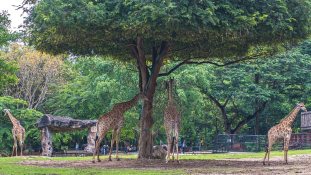 giraffe stands by bushes in sunshine nature green evironment travel