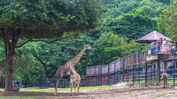 giraffe stands by bushes in sunshine nature green evironment travel