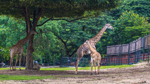 giraffe stands by bushes in sunshine nature green evironment travel