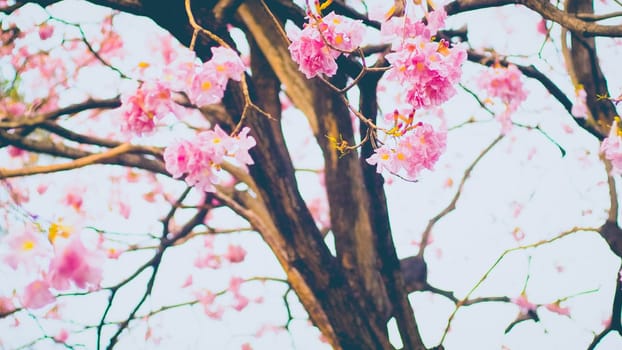 Tunnel Pink Flowers Tabebuia Rosea Blossom .Tabebuia rosea" trees in blossom