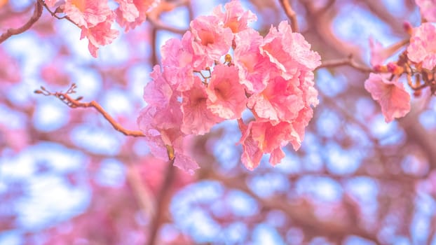 close-up beautiful pink bloosom flower . wedding  or valentine background. love concept .Soft blur focus. In sepia vintage pastel toned