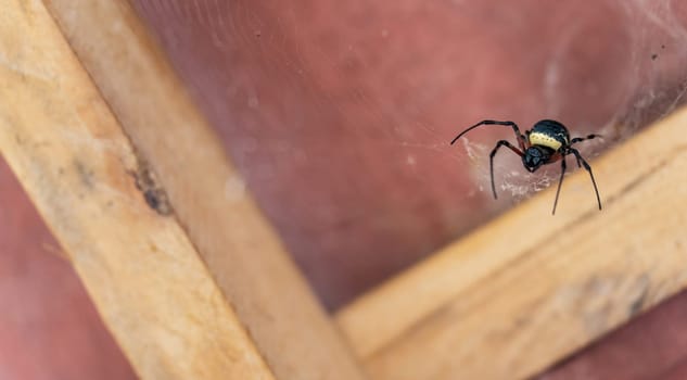 Close-up of a black spider on its web on the right side of the scene, with empty space on the left for text.