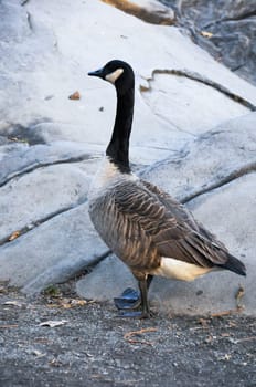 The Canada goose (Branta canadensis), birds rest in the lake in Manhattan Park, New York