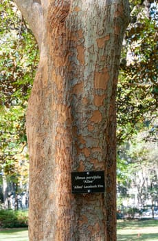 SAVANNAH, USA - DECEMBER 02, 2011: An informational plaque with the inscription (Ulmus parvifloria, ALLEE) on a tree in the park