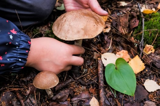 A small child is holding porcini mushrooms in his hands. Boletus with brown hats. Collecting and harvesting mushrooms.