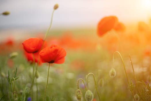 Red poppies, corn poppies, Papaver rhoeas forming a band in a fallow field at sunset under a a patchily overcast sky. Malta, Mediterranean