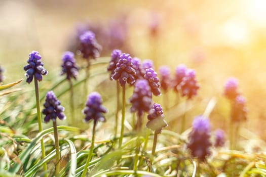 Blue muscari flowers bloom in the garden. Spring flowers. Blue muscari with a blurred background