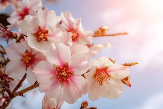 Beautiful almond flower blossom, closeup, blooming springtime background