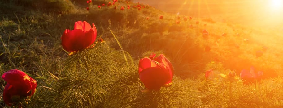 Banner. Wild peony is thin leaved Paeonia tenuifolia, in its natural environment against the sunset. Bright decorative flower, popular in garden landscape design selective focus.