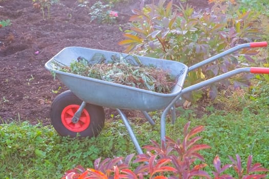 Wheelbarrow with dry leaves standing in rural backyard near the wooden house