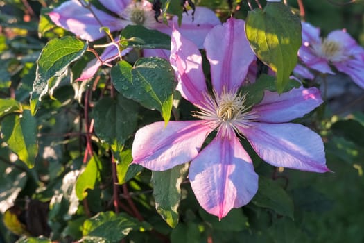 Flowers of perennial clematis vines in the garden. Beautiful clematis flowers