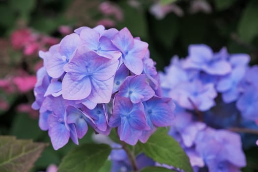 Hydrangea blue flower and green leaves with drops after the rain