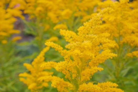 Canada goldenrod, rag weed, ragweed, golden rod or solidago canadensis flowers in summer garden