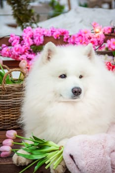 Samoyed dog, white husky, funny fluffy Samoyed dog lies among the spring flowers. Sociable animal, human friend