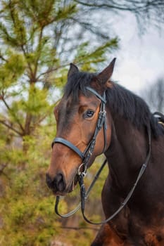 A horse of a standard breed of dark brown color, four-legged animals used for harness racing, a breed of horses for trotting, a close-up portrait. greenery in the background.