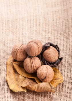 group of big walnuts with dry leaves on burlap on a wooden background.