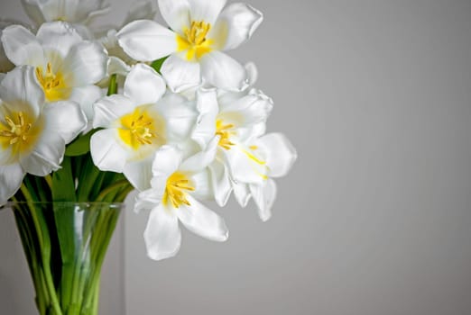 bouquet of fresh white tulips in glass vase on white background