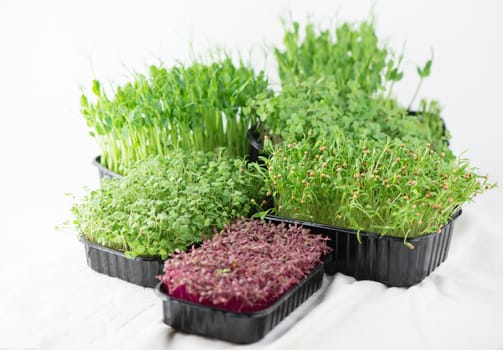 The concept of a healthy diet, growing microgreens - boxes of red amaranth, mustard, arugula, peas, cilantro on a home white windowsill. I cut with scissors