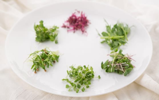 the cultivation of microgreens - red amaranth, mustard, arugula, peas, cilantro on a white plate
