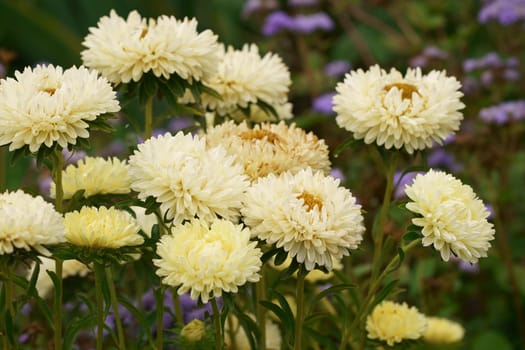 yellow aster flowers on green leaves background. Colorful multicolor aster flowers perennial plant.