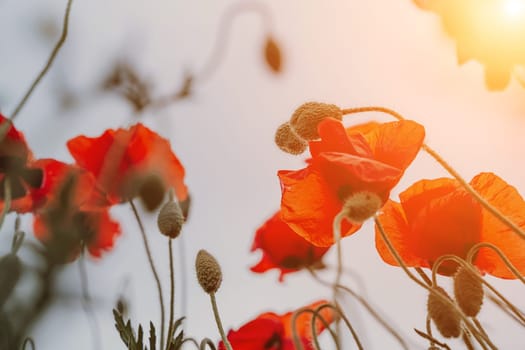 Abstract background with poppies in the field.