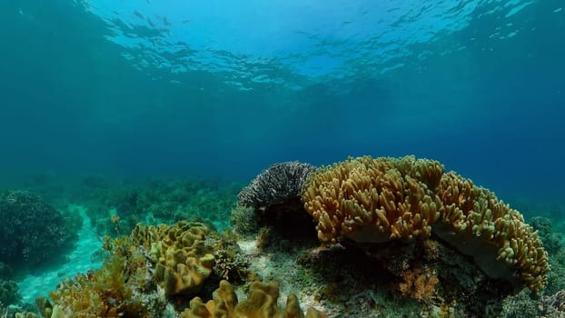 Underwater Colorful Tropical Fishes. wonderful and beautiful underwater colorful fishes and corals in the tropical reef. Philippines.