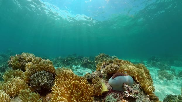 Soft and hard corals. Underwater fish garden reef. Reef coral scene. Philippines.