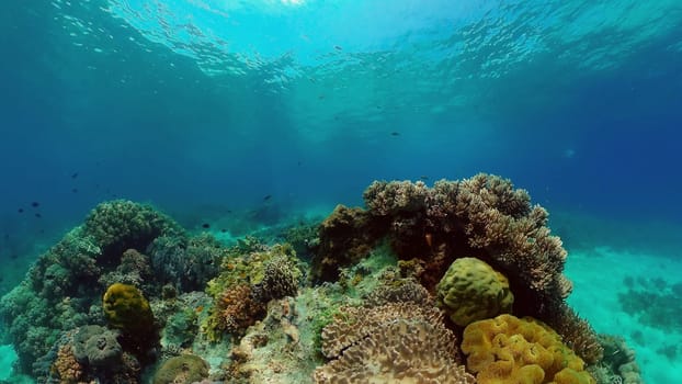 Colourful tropical coral reef. Hard and soft corals, underwater landscape. Philippines.