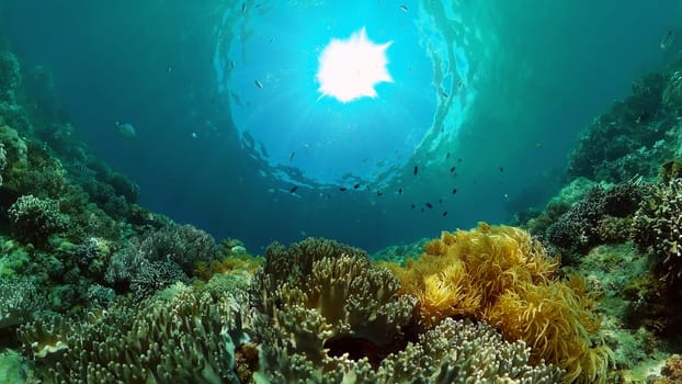 Colourful tropical coral reef. Scene reef. Marine life sea world. Philippines.