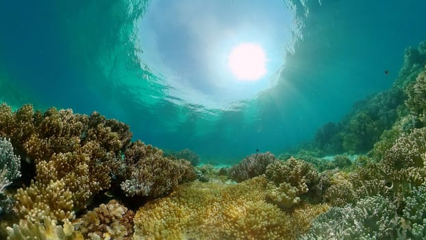 Tropical Underwater Colorful Reef. Tropical underwater sea fish. Philippines.