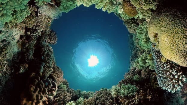 The underwater world of coral reef with fishes at diving. Coral garden under water. Philippines.