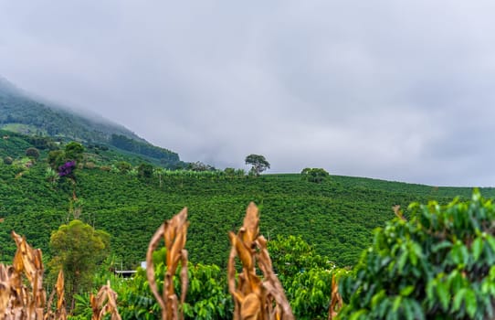 A stunning view of a hill filled with coffee plants shrouded in mist, with ample space for text in the sky. Experience the unique aroma of mountain-grown coffee.