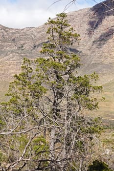 The highly endangered Clanwillian Cedar (Widdringtonia cadarbergensis) naturally occur only in the Cederberg Mountain Range in the Western Cape Province. South Africa