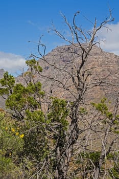 The highly endangered Clanwillian Cedar (Widdringtonia cadarbergensis) naturally occur only in the Cederberg Mountain Range in the Western Cape Province. South Africa