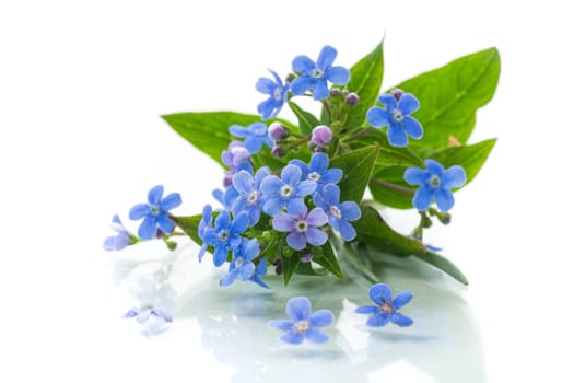 small blue forget-me-not flowers isolated on white background