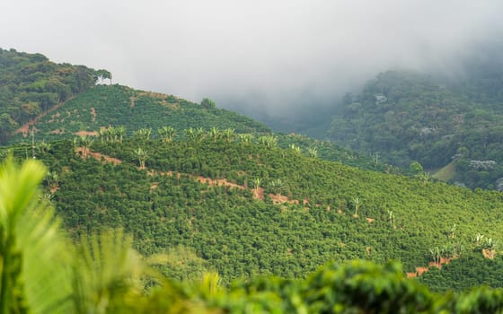 Rows of coffee plantations covered by heavy mist, nestled in the mountain, an ideal destiny for coffee lovers.
