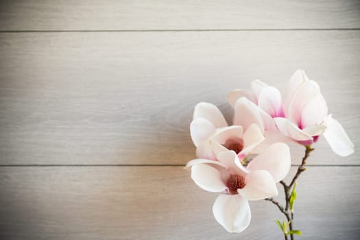 Branch with blooming pink Magnolia flowers on blurred wooden background
