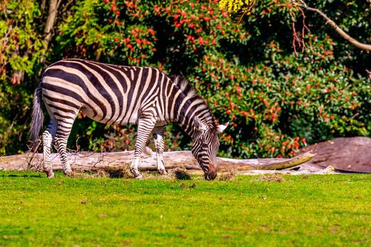 A plains zebra grazes on the meadow.