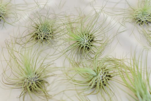 Green tillandsia air plants on a white background