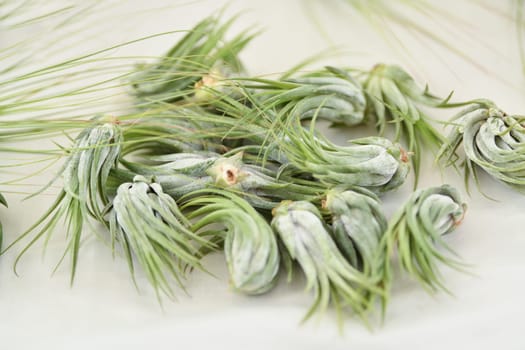 A green tillandsia air plants