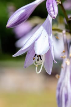 Small purple flowers among green leaves close up