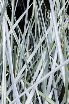 Long thin green blades of grass, background or texture