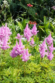 Small purple flowers among green leaves on flowerbed