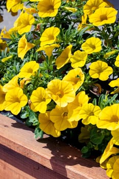 Small yellow flowers among green leaves on wooden flowerbed